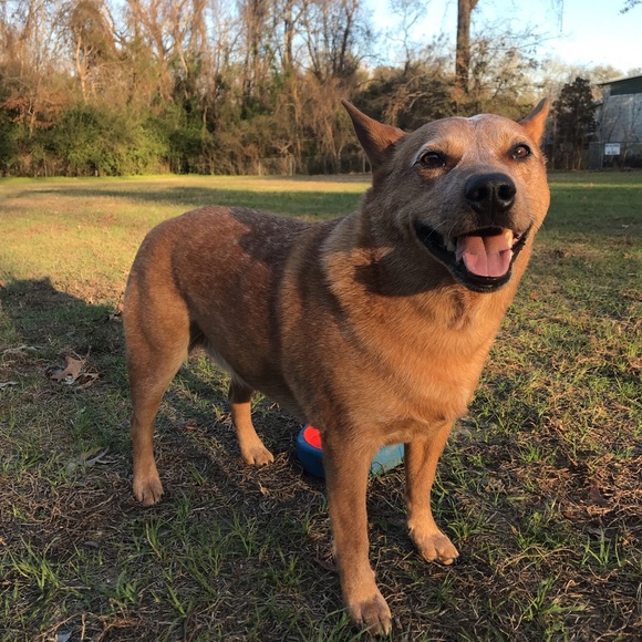 🎉Tearable Toybox for Dog Destruction 🐕 - Picture 6 of 6